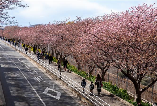 Hàng nghìn cây hoa anh đào dọc theo tuyến đường sắt Keikyu bắt đầu nở rộ. Ảnh: Xuân Giao – PV TTXVN tại Nhật Bản
