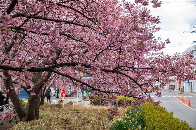 Hoa anh đào kawazu nở từ nửa cuối tháng 2 cho tới giữa tháng 3 hàng năm. Ảnh: Xuân Giao – PV TTXVN tại Nhật Bản