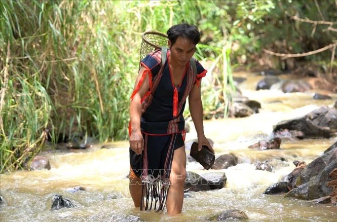 Nghệ nhân ưu tú A Huynh (huyện Sa Thầy, tỉnh Kon Tum) băng rừng, lội suối tìm kiếm những viên đá phù hợp để chế tác nên bộ đàn đá cổ xưa của người dân tộc thiểu số. Ảnh: Khoa Chương - TTXVN