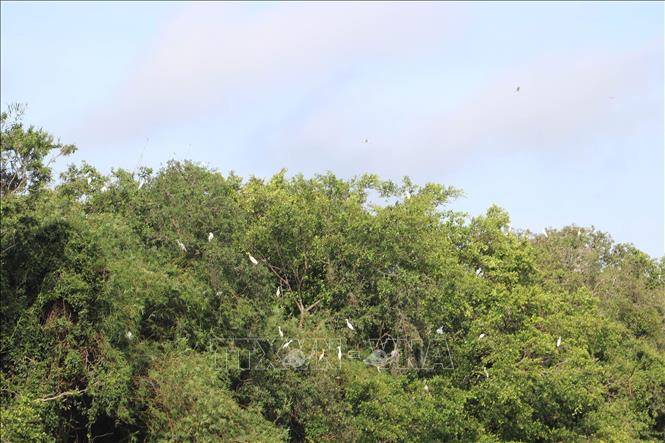 Dong Thap Muoi (Plain of Reeds) Reserve and Ecotourism Complex in Thanh Tan Commune, Tan Phuoc District, Dong Thap province. VNA Photo: Minh Trí