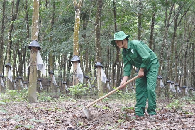 Các công ty cao su đóng vai trò quan trọng trong việc tạo thu nhập bền vững và thu hút dân cư đến sinh sống ở huyện Ia H'Drai (tỉnh Kon Tum). Ảnh: Khoa Chương - TTXVN