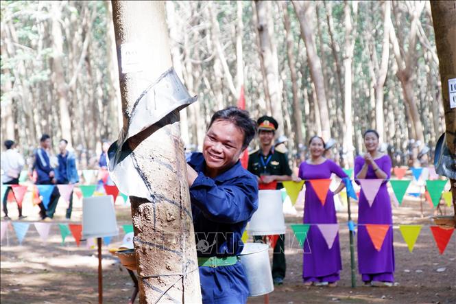 Các công ty cao su đóng vai trò quan trọng trong việc tạo thu nhập bền vững và thu hút dân cư đến sinh sống tại huyện Ia H'Drai (tỉnh Kon Tum). Ảnh: Khoa Chương - TTXVN