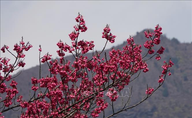 Hoa đào chuông và hoa đào cùng nhau đua nở tạo nên bức tranh Tây Bắc rực rỡ sắc màu. Ảnh: Tuấn Anh-TTXVN        