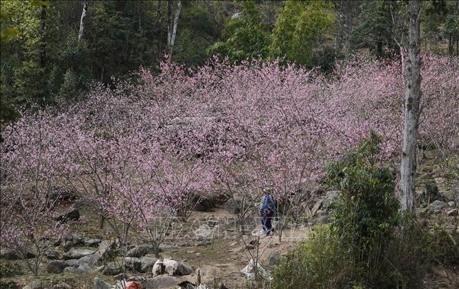 Hàng nghìn cây hoa đào khoe sắc tại bản Lùng Cúng, huyện Mù Cang Chải. Ảnh: Tuấn Anh-TTXVN                