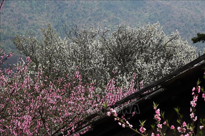 Vào mùa Xuân, bản Lùng Cúng đẹp đến nao lòng bởi vẻ đẹp thuần khiết của hoa đào, hoa mận hay hoa đào chuông. Ảnh: Tuấn Anh-TTXVN        