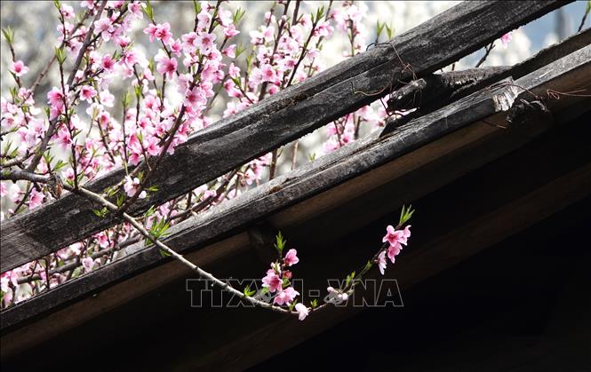Hoa đào khoe sắc giữa bản Lùng Cúng, huyện Mù Cang Chải. Ảnh: Tuấn Anh-TTXVN        