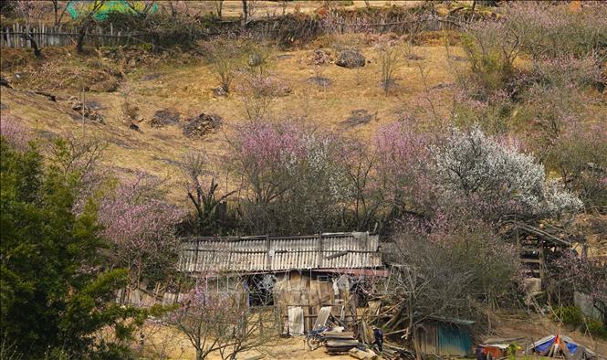 Giữa tháng 2 đến đầu tháng 3 hàng năm, hoa đào cùng nhiều loài hoa khác tại bản Lùng Cúng đua nhau nở. Ảnh: Tuấn Anh-TTXVN        