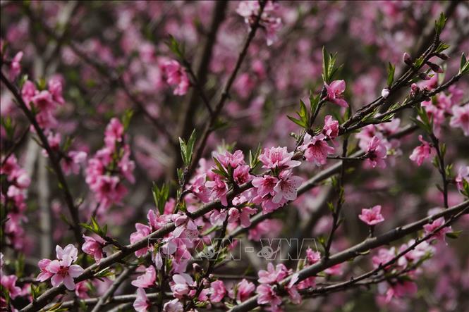 Vẻ đẹp quyến rũ của hoa đào ở Lùng Cúng, Mù Cang Chải. Ảnh: Tuấn Anh-TTXVN        