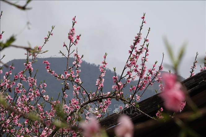 Vẻ đẹp tinh khôi, quyến rũ của hoa đào ở Lùng Cúng, huyện Mù Cang Chải (Yên Bái). Ảnh: Tuấn Anh-TTXVN        