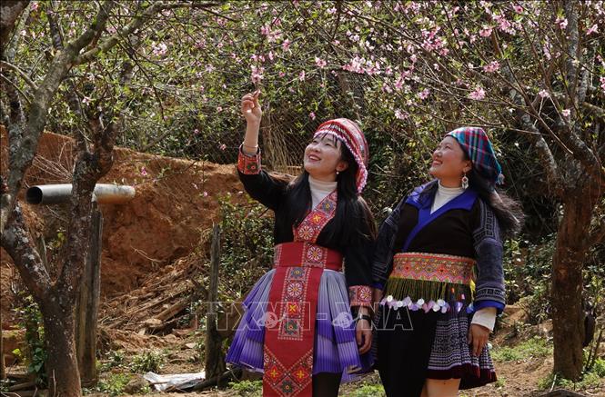 Nhờ vẻ đẹp thuần khiết, quyến rũ của hoa đào, Lùng Cúng trở thành điểm đến hấp dẫn của người dân và du khách vào mỗi dịp đầu Xuân năm mới. Ảnh: Tuấn Anh-TTXVN        