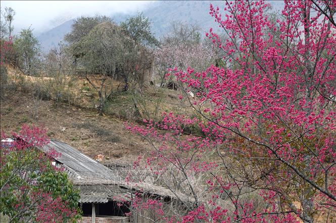 Hoa đào ở Lùng Cúng có hai màu đỏ thắm và hồng nhạt. Ảnh: Tuấn Anh-TTXVN        