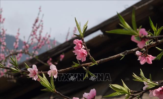 Hoa đào ở Lùng Cúng có bông to, cánh hoa màu hông rực rỡ. Ảnh: Tuấn Anh-TTXVN        