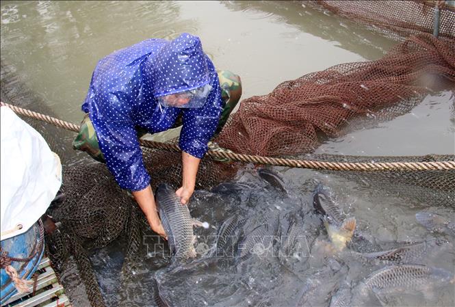 Thu hoạch cá chép giòn nuôi lồng bè trên sông tại xã Mỹ Tân, thành phố Nam Định. Ảnh: Nguyễn Lành - TTXVN 