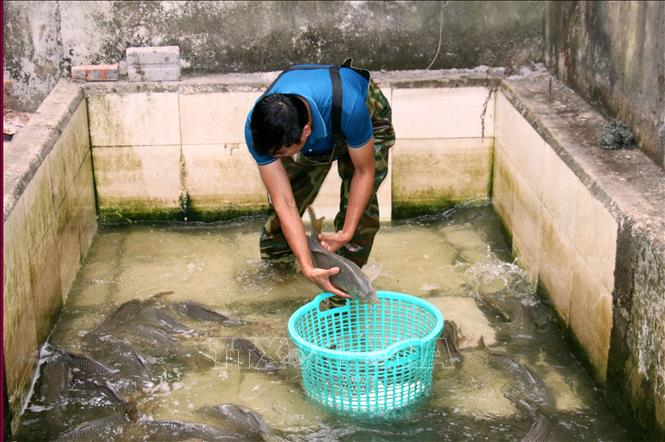 Trung bình mỗi năm, gia đình ông Vũ Hoàng Giang (xã Mỹ Tân, thành phố Nam Định) thu hoạch khoảng 25 tấn cá các loại. Ảnh: Nguyễn Lành - TTXVN 