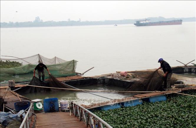 Tận dụng lợi thế ven sông, nhiều hộ dân ở Nam Định phát triển nghề nuôi cá lồng. Ảnh: Nguyễn Lành - TTXVN 