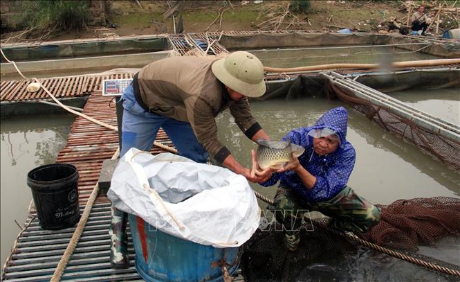 Thu hoạch cá chép giòn nuôi lồng bè trên sông tại xã Mỹ Tân, thành phố Nam Định. Ảnh: Nguyễn Lành - TTXVN 
