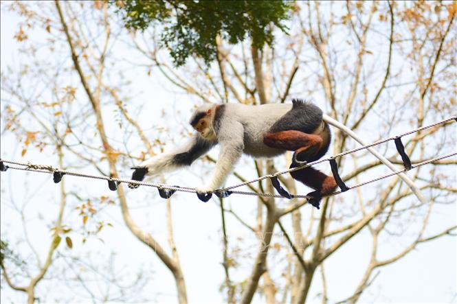 Voọc chà vá chân nâu với bộ lông nhiều màu sắc. Ảnh: Văn Dũng - TTXVN