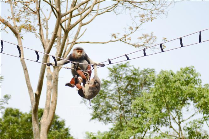 Hai cá thể Voọc chà vá chân nâu tại khu rừng của Bán đảo Sơn Trà. Ảnh: Văn Dũng - TTXVN