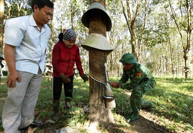 Bộ đội Biên phòng Đồn Đắc Xú (BĐBP Kon Tum) hướng dẫn người dân cách cạo mủ cao su, phát triển kinh tế. Ảnh: Vũ Sinh - TTXVN