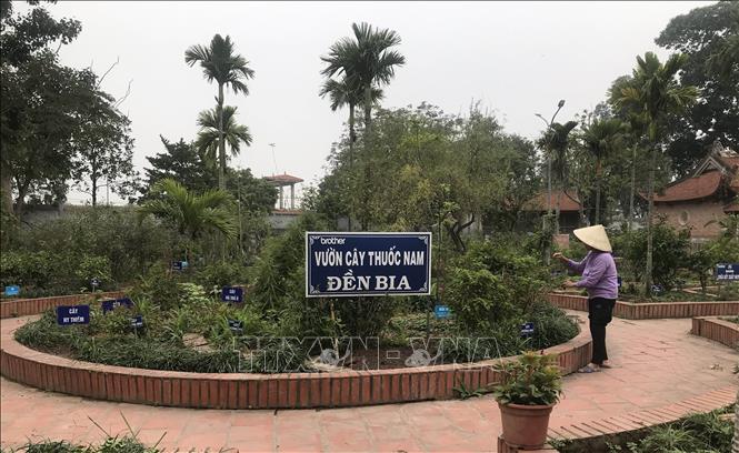 Vườn thuốc nam tại tại đền Bia. Ảnh: Tiến Vĩnh - TTXVN