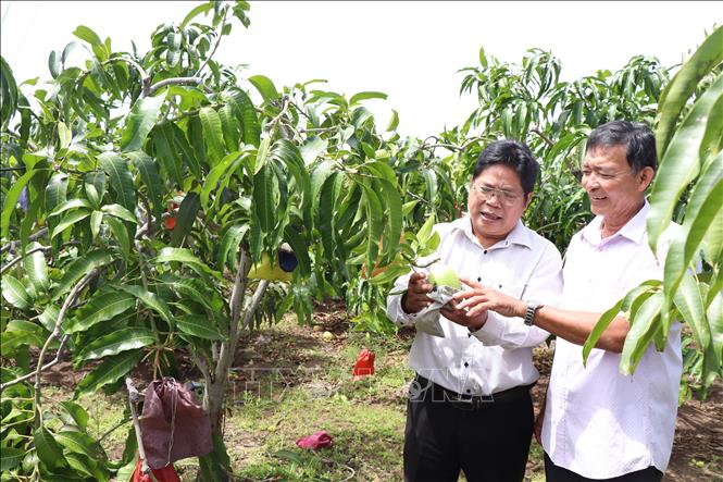 Chủ tịch Hội Nông dân Bến Tre Nguyễn Văn Bàn (trái) tham quan mô hình trồng xoài tứ quý tại xã Thạnh Phong, huyện Thạnh Phú, tỉnh Bến Tre. Ảnh: Công Trí-TTXVN