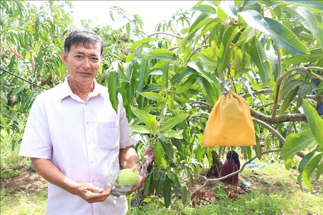 Ông Mai Thanh Triển, xã Thạnh Phong, huyện Thạnh Phú, tỉnh Bến Tre, bên vườn xoài tứ quý. Ảnh: Công Trí-TTXVN