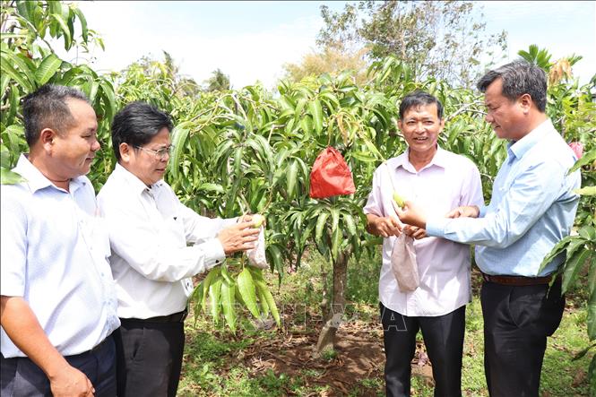 Mô hình trồng xoài tứ quý trên đất giồng cát ven biển thu lãi từ 150-200 triệu đồng/ha/năm. Ảnh: Công Trí-TTXVN