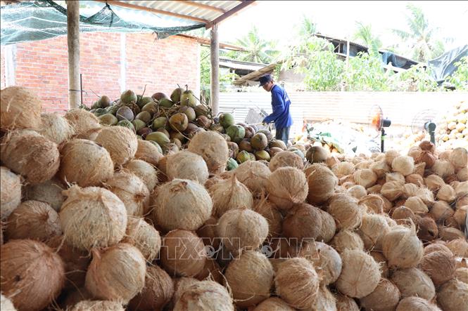 Nông dân Bến Tre lột vỏ dừa khô nguyên liệu. Ảnh: Công Trí-TTXVN