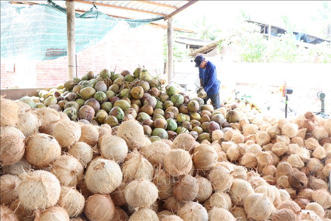 Nông dân Bến Tre lột vỏ dừa khô nguyên liệu. Ảnh: Công Trí-TTXVN