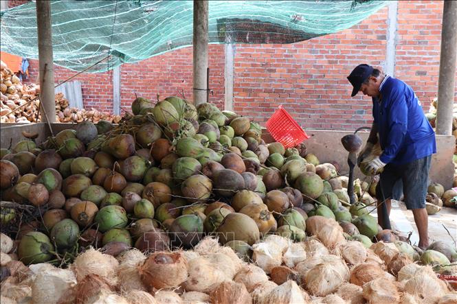 Nông dân Bến Tre lột vỏ dừa khô nguyên liệu. Ảnh: Công Trí-TTXVN