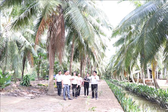 Hội Nông dân tỉnh Bến Tre tìm hiểu mô hình sản xuất dừa hữu cơ ở huyện Mỏ Cày Nam. Ảnh: Công Trí-TTXVN