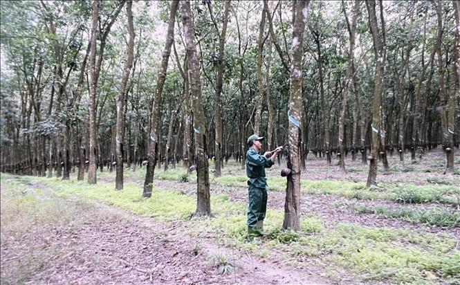 Công nhân nông trường cao su chăm sóc cây cao su để cơ năng suất mủ cao. Ảnh: Hồng Nhung - TTXVN

