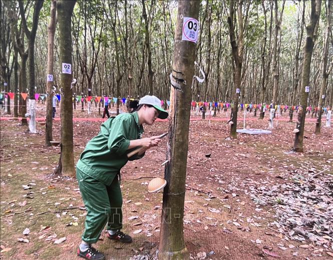 Công nhân thu hoạch mủ cao su. Ảnh: Hồng Nhung - TTXVN
