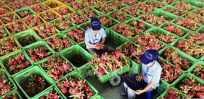 Sơ chế trái thanh long để đóng gói xuất khẩu tại Bình Thuận. Ảnh: Hồng Nhung - TTXVN
