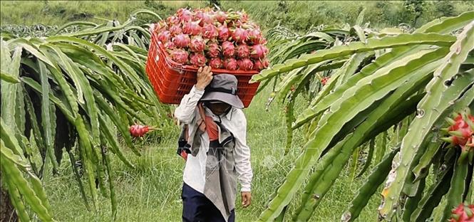 Thu hoạch thanh long ở Bình Thuận. Ảnh: Hồng Nhung - TTXVN
