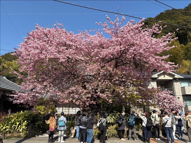 Cây hoa anh đào đầu tiên được phát hiện tại thị trấn Kawazu năm 1955, được xem là khởi nguồn của giống anh đào này. Ảnh: Xuân Giao – PV TTXVN tại Nhật Bản