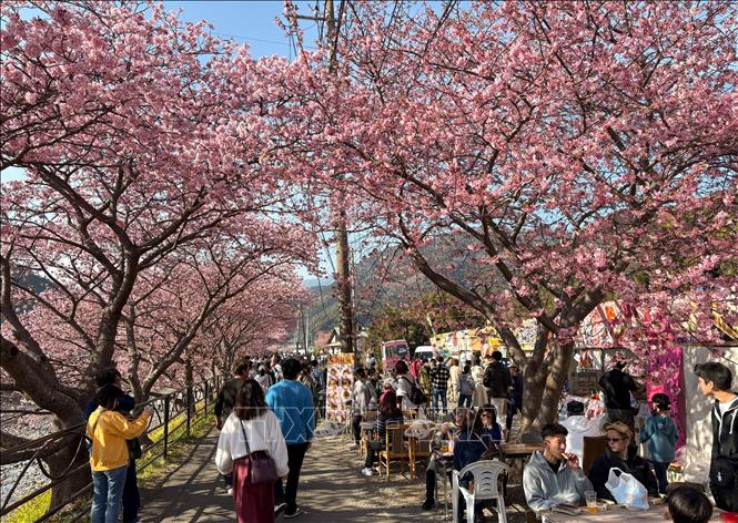 Du khách thư giãn dưới tán anh đào trong tiết trời Xuân ấm áp. Ảnh: Xuân Giao – PV TTXVN tại Nhật Bản