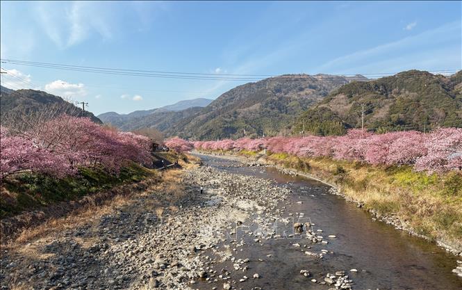 Hoa anh đào nhuộm hồng những khúc sông trong thị trấn. Ảnh: Xuân Giao – PV TTXVN tại Nhật Bản
