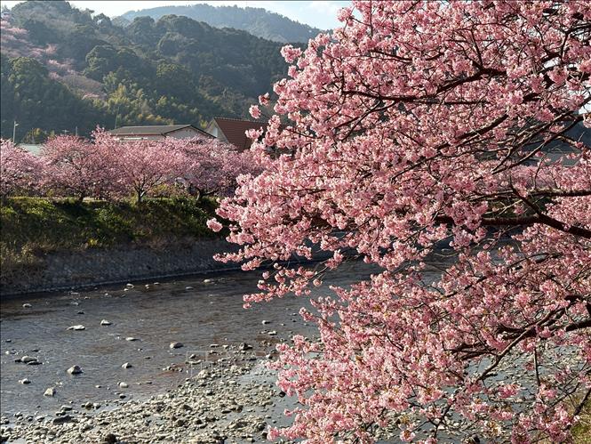 Hoa anh đào kawazu nở rộ với màu hồng nhạt đặc trưng. Ảnh: Xuân Giao – PV TTXVN tại Nhật Bản