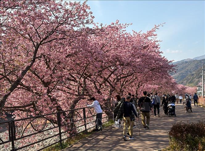 Anh đào kawazu là giống anh đào có màu hồng nhạt và nở rộ vào đầu tháng 3. Ảnh: Xuân Giao – PV TTXVN tại Nhật Bản