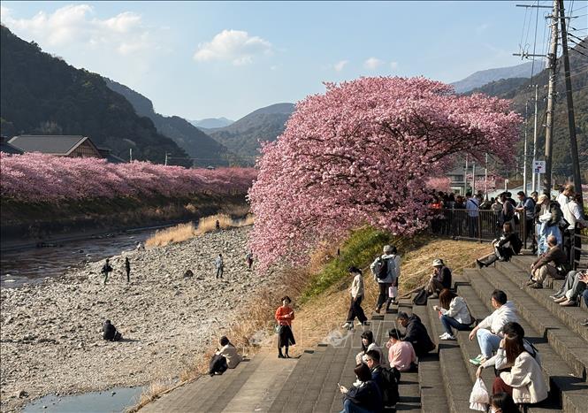 Du khách tận hưởng tiết trời ấm áp của mùa Xuân bên những tán anh đào rực rỡ. Ảnh: Xuân Giao – PV TTXVN tại Nhật Bản