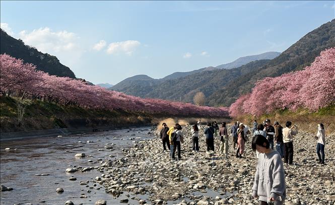 Anh đào nở rộ nhuộm hồng hai bên bờ sông Kawazu. Ảnh: Xuân Giao – PV TTXVN tại Nhật Bản