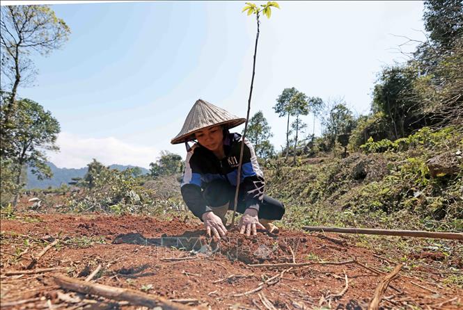 Một hộ dân ở xã Thành Sơn, huyện Bá Thước, Thanh Hóa được hỗ trợ cây giống. Ảnh: Trần Việt - TTXVN