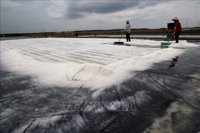Diêm dân làng nghề làm muối Lý Nhơn thu hoạch muối. Ảnh: Hồng Đạt - TTXVN
