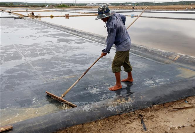 Diêm dân Võ Văn Hoan làm sạch đồng muối trước khi phơi nước mặn độ 3 để tạo thành muối.
Ảnh: Hồng Đạt - TTXVN
