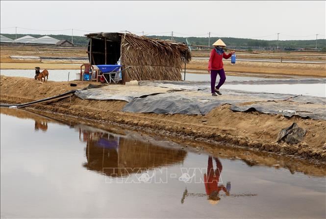Diêm dân Lý Nhơn ra đồng thu hoạch muối. Ảnh: Hồng Đạt - TTXVN
