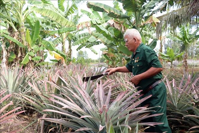 Trong thời bình, Anh hùng LLVT vũ trang nhân dân Nguyễn Chiến Lược (thương binh 3/4, ấp Hải An, xã Nguyễn Huân, huyện Đầm Dơi) luôn vượt khó vươn lên làm giàu từ mô hình nuôi tôm, cua kết hợp trồng cây ăn trái. Ảnh: Kim Há - TTXVN