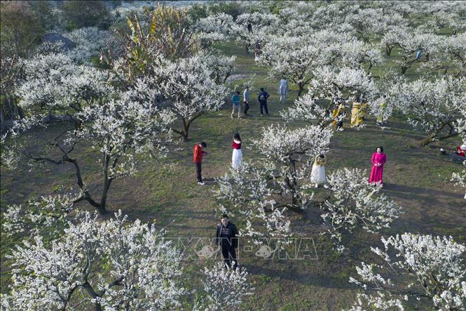 Plum blossom season attracts visitors to Moc Chau. VNA Photo: Quang Quyết