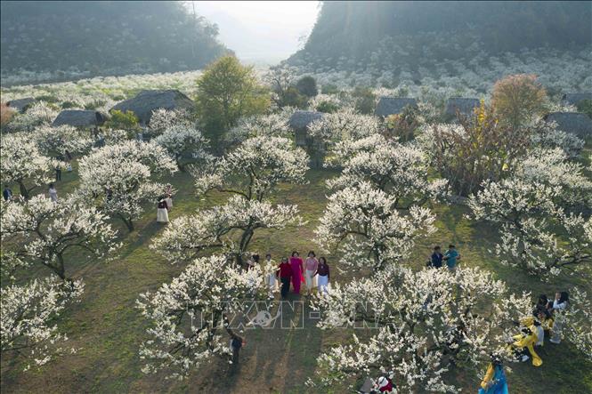 Plum blossom season attracts visitors to Moc Chau. VNA Photo: Quang Quyết