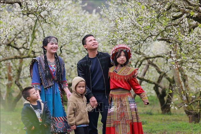 Plum blossom season attracts visitors to Moc Chau. VNA Photo: Quang Quyết